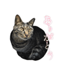 キジ猫だよミミちゃんは（個別スタンプ：2）
