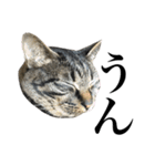 キジ猫だよミミちゃんは（個別スタンプ：3）