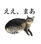 キジ猫だよミミちゃんは（個別スタンプ：5）