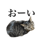 キジ猫だよミミちゃんは（個別スタンプ：6）