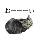 キジ猫だよミミちゃんは（個別スタンプ：7）