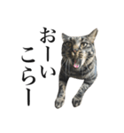 キジ猫だよミミちゃんは（個別スタンプ：8）