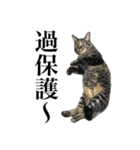 キジ猫だよミミちゃんは（個別スタンプ：10）