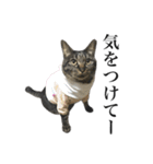 キジ猫だよミミちゃんは（個別スタンプ：11）
