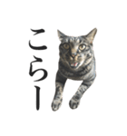 キジ猫だよミミちゃんは（個別スタンプ：12）