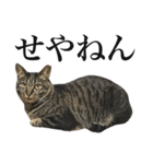 キジ猫だよミミちゃんは（個別スタンプ：15）
