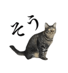 キジ猫だよミミちゃんは（個別スタンプ：16）