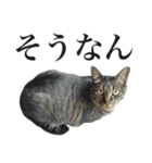 キジ猫だよミミちゃんは（個別スタンプ：18）