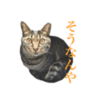 キジ猫だよミミちゃんは（個別スタンプ：19）