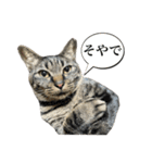 キジ猫だよミミちゃんは（個別スタンプ：20）