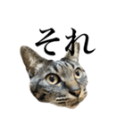 キジ猫だよミミちゃんは（個別スタンプ：21）