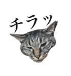 キジ猫だよミミちゃんは（個別スタンプ：23）