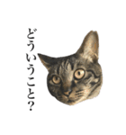 キジ猫だよミミちゃんは（個別スタンプ：24）