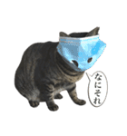 キジ猫だよミミちゃんは（個別スタンプ：25）