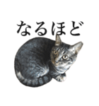 キジ猫だよミミちゃんは（個別スタンプ：26）