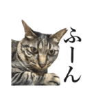 キジ猫だよミミちゃんは（個別スタンプ：28）