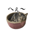 キジ猫だよミミちゃんは（個別スタンプ：29）
