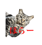 キジ猫だよミミちゃんは（個別スタンプ：30）