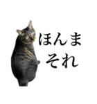 キジ猫だよミミちゃんは（個別スタンプ：31）