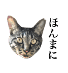 キジ猫だよミミちゃんは（個別スタンプ：32）