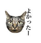 キジ猫だよミミちゃんは（個別スタンプ：35）