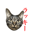 キジ猫だよミミちゃんは（個別スタンプ：36）