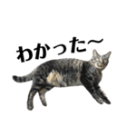 キジ猫だよミミちゃんは（個別スタンプ：37）