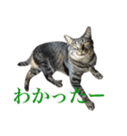 キジ猫だよミミちゃんは（個別スタンプ：39）