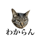キジ猫だよミミちゃんは（個別スタンプ：40）
