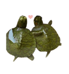 かもちゃんちのカメ（個別スタンプ：11）