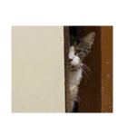 ジュゴンの日常！（個別スタンプ：10）