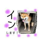 しばいぬまるちゃんスタンプ（個別スタンプ：10）