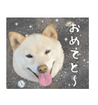 抑揚のない犬4（個別スタンプ：15）