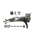 キジ猫ミミちゃん、まっしぐら（個別スタンプ：1）