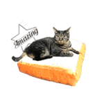 キジ猫ミミちゃん、まっしぐら（個別スタンプ：2）