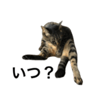 キジ猫ミミちゃん、まっしぐら（個別スタンプ：4）