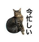 キジ猫ミミちゃん、まっしぐら（個別スタンプ：5）