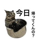 キジ猫ミミちゃん、まっしぐら（個別スタンプ：10）
