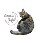 キジ猫ミミちゃん、まっしぐら（個別スタンプ：13）