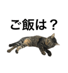キジ猫ミミちゃん、まっしぐら（個別スタンプ：14）