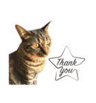 キジ猫ミミちゃん、まっしぐら（個別スタンプ：16）