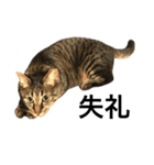 キジ猫ミミちゃん、まっしぐら（個別スタンプ：17）
