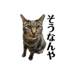 キジ猫ミミちゃん、まっしぐら（個別スタンプ：19）