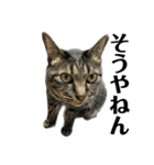 キジ猫ミミちゃん、まっしぐら（個別スタンプ：20）