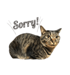 キジ猫ミミちゃん、まっしぐら（個別スタンプ：21）