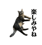 キジ猫ミミちゃん、まっしぐら（個別スタンプ：22）