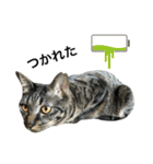キジ猫ミミちゃん、まっしぐら（個別スタンプ：23）
