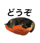 キジ猫ミミちゃん、まっしぐら（個別スタンプ：25）