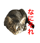 キジ猫ミミちゃん、まっしぐら（個別スタンプ：29）