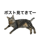 キジ猫ミミちゃん、まっしぐら（個別スタンプ：34）
